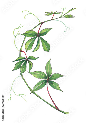 Watercolor illustration of liana branch.
