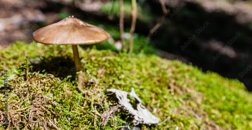 Unidentified young fungus on the moss Unidentified young fungus on the moss