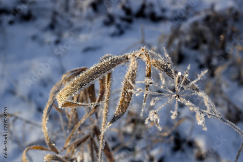 Rime in frosty morning on umbrella plants   © PhotoChur