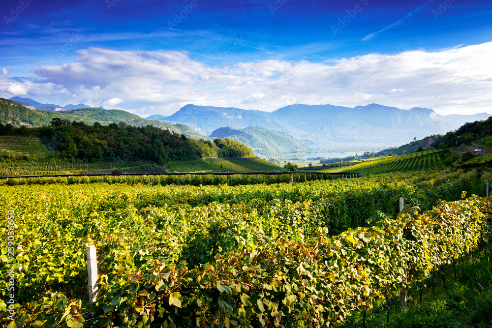 Lake Caldaro Vineyard Classic Superior DOC Kalterersee, near Lake Caldaro. Bolzano. Italy