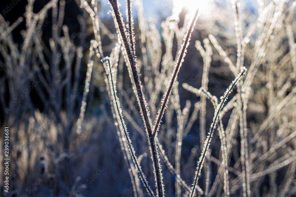 Snow in a frosty morning on plants in nature
Snow in a frosty morning on plants in nature