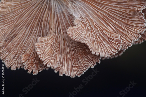 Split gill, Schizophyllum commune, studied for its immunomodulatory, antifungal, antineoplastic and antiviral properties