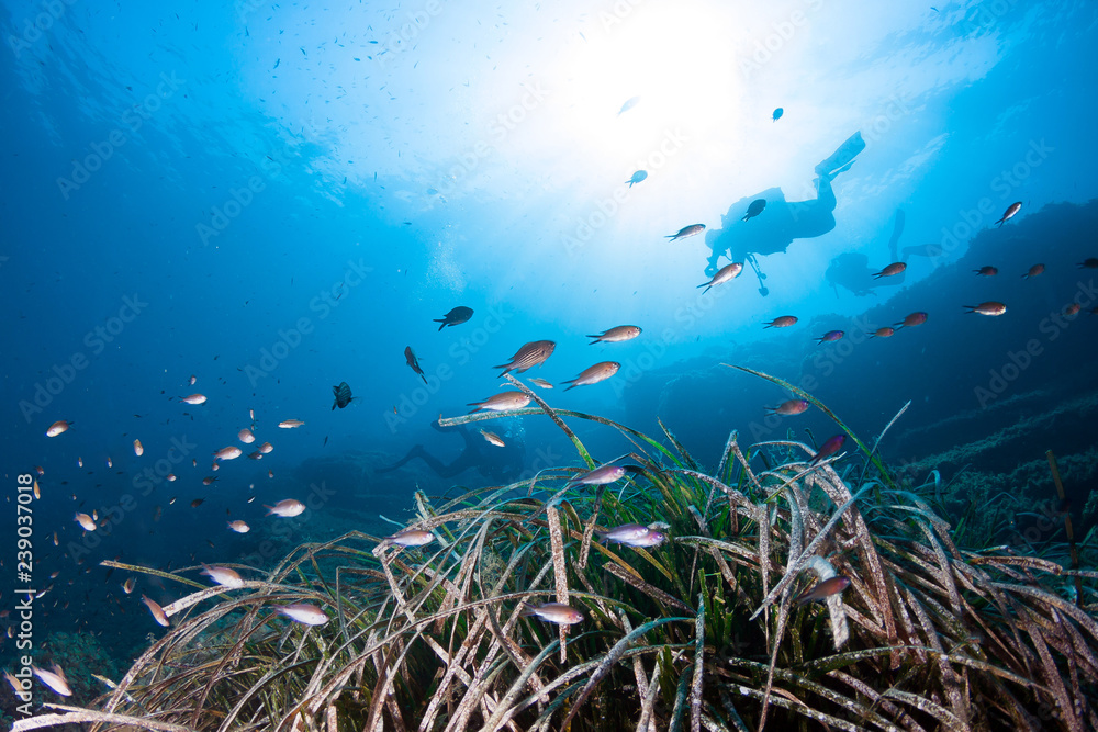 Fototapeta premium Silhouette of scuba divers underwater in the deep blue sea.