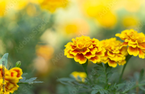 French Marigold or Tagetes Patula flower close up © Yutthasart