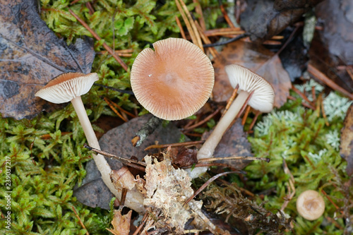 Pine toughshank, Collybia putilla photo