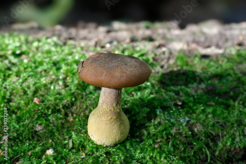 Honey mushroom, Armillaria lutea