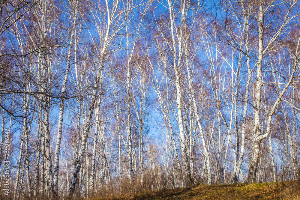 The sun shines on birch tree with branches without leaves against blue sky in autumn forest on a sunny day The sun shines on birch tree with branches without leaves against blue sky in autumn forest on a sunny day