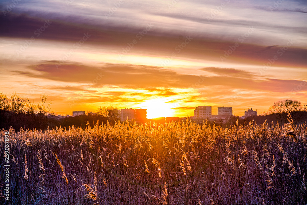 Sunset in the field