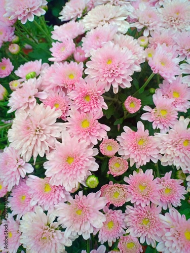 Fliwer garden vol.82
