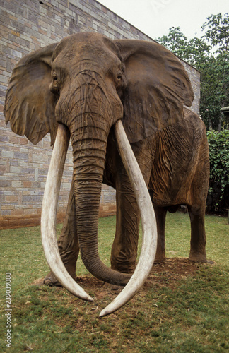 Eléphants d'Afrique, Ahmed, gros porteur, Loxodonta africana, Kenya photo