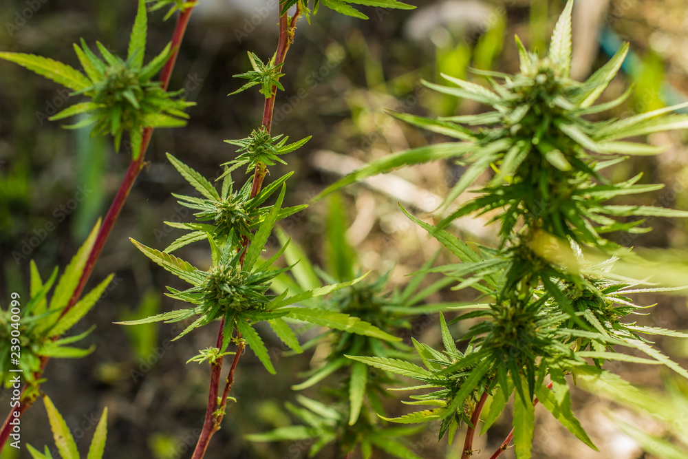 soft focus cannabis fresh green plant on garden park outdoor wilderness floral environment soft focus cannabis fresh green plant on garden park outdoor wilderness floral environment