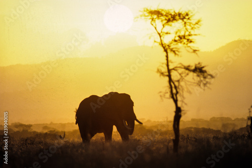 Eléphants d'Afrique, Loxodonta africana, Parc national de Mikumi, Tanzanie photo