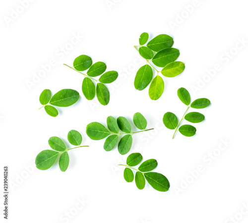Moringa leaves on white background. top view
