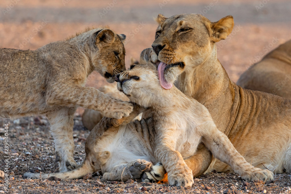 Affection Affection