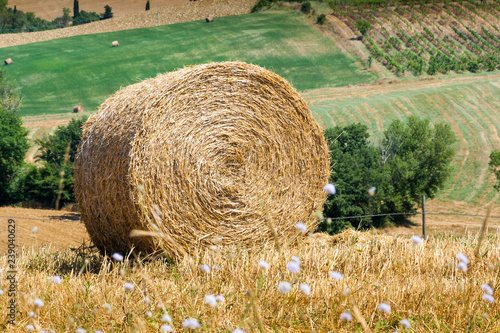 Round bales on cropped wheat Tuscany, Italy photo