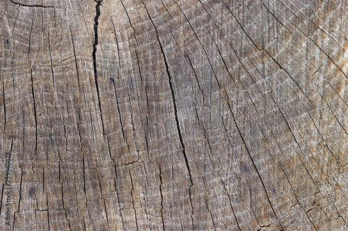 old sawn wood texture, oak texture in the cracks