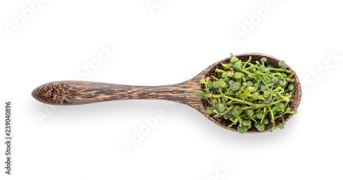 Flower of Sa lae or Broussonetia kurzii Corner in wood spoon on white background. top view photo