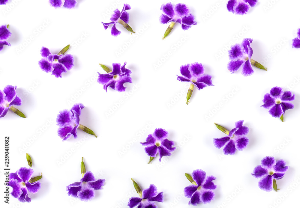 Violet flower isolated on white . top view for background Violet flower isolated on white . top view for background