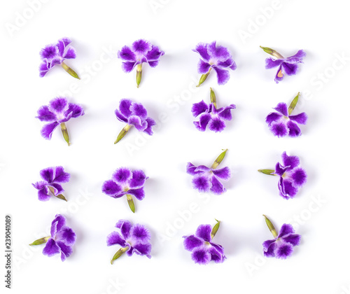 Violet flower isolated on white background. top view