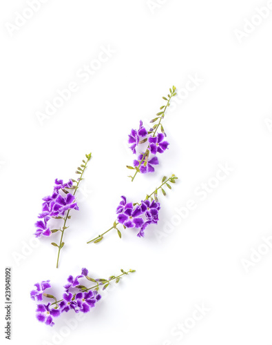 Violet flower isolated on white background. top view