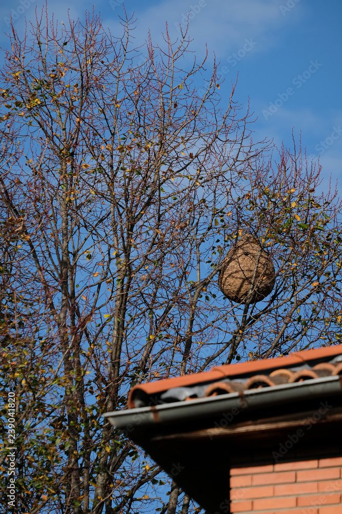 Nid De Frelon Asiatique Vespa Velutina En Haut D Un Arbre Derriere Une Maison Stock Photo Adobe Stock