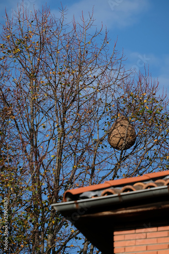 Nid de frelon asiatique, vespa velutina,  en haut d'un arbre derrière une maison