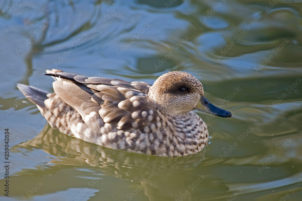 Fototapeta premium A Crested Duck, Anas specularioides, on the water