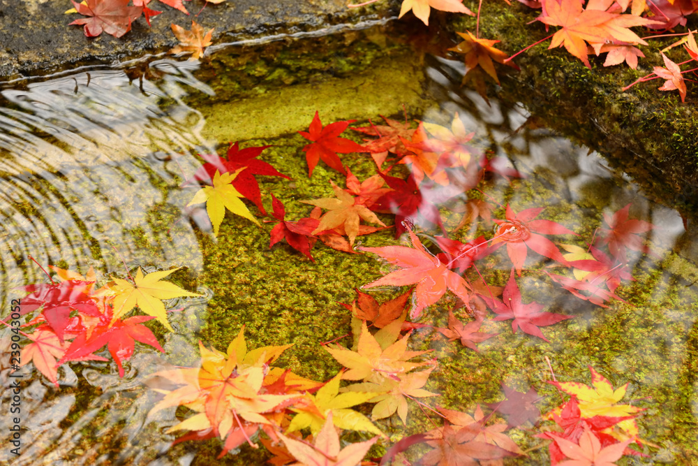 Fototapeta Jesienny ulistnienie przy japończyka ogródem, Kyoto Japonia