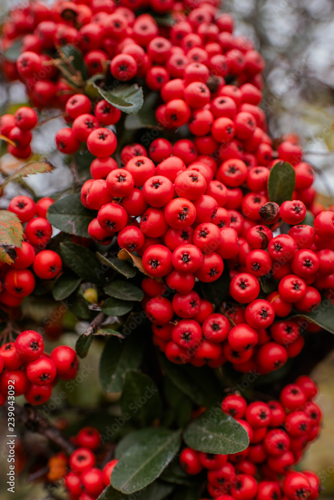 Bright juicy red berries on a tree with green branches. Great background. Flower collection Bright juicy red berries on a tree with green branches. Great background. Flower collection