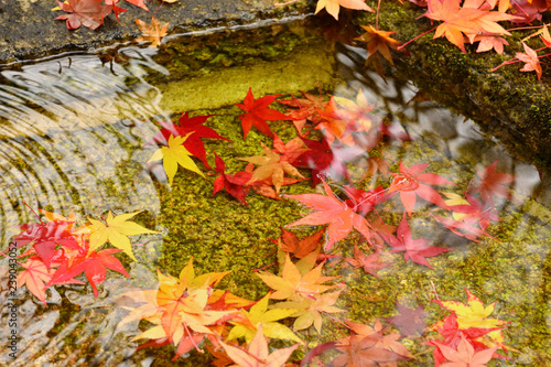 Fototapeta Jesienny ulistnienie przy japończyka ogródem, Kyoto Japonia