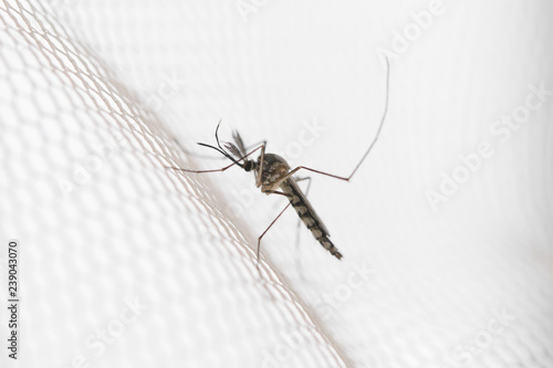 Mosquito on white mosquito wire mesh,net.Mosquito disease is carrier of Malaria, Zica Virus,Fever.
