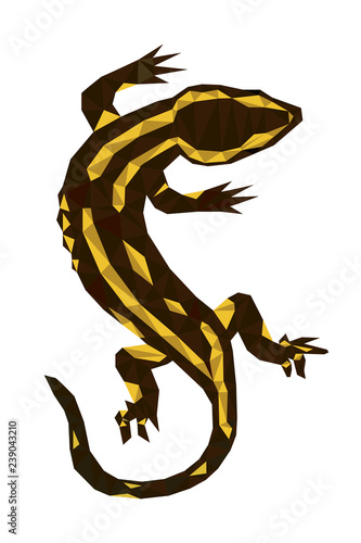 Fototapeta Naklejka Na Ścianę i Meble -  Colorful polygonal style design of black and white salamandra