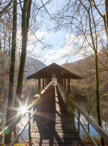 wooden bridge in the forest
