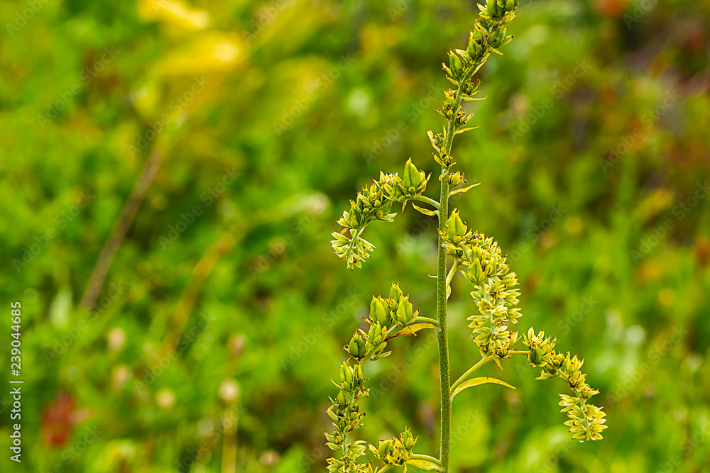 Fototapeta premium a branch of the bright green foliage