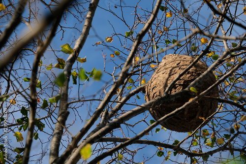 Nid de frelons asiatiques, Vespa velutina,  visible à l'automne