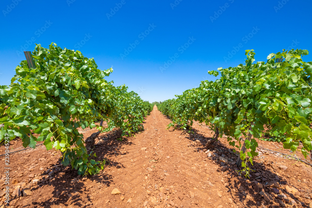 landscape with field of green grapevines, brown earth and blue sky, in Ciudad Real land (Castilla La Mancha, Spain, Europe)