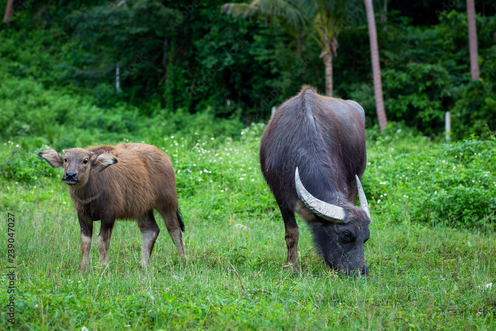 Buffalo and buffalo mothers eat grass in rural farm in Thailand. Buffalo and buffalo mothers eat grass in rural farm in Thailand.