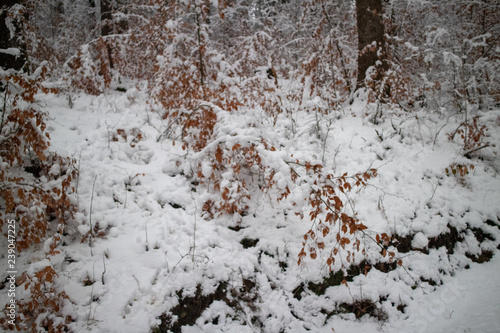 verschneiter Wald beim Tanzplan (Sebnitz) © Kay