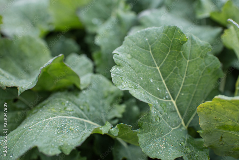 Large green leaves with beautiful raindrops. Macro photo. Great texture or background. Flower collection Large green leaves with beautiful raindrops. Macro photo. Great texture or background. Flower collection