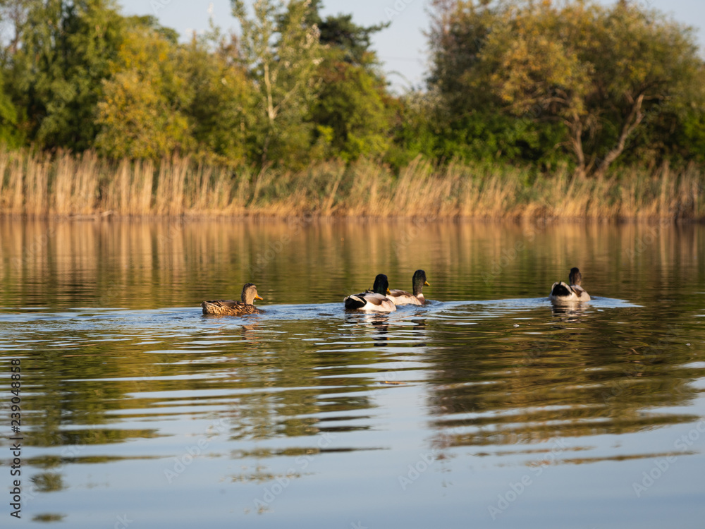 Mallard wild ducks swimming in the pond Mallard wild ducks swimming in the pond