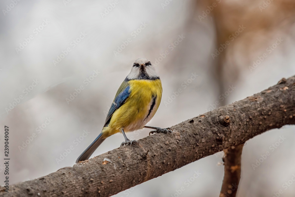 Fototapeta premium Blue tit (Parus caeruleus)resting on tree branch