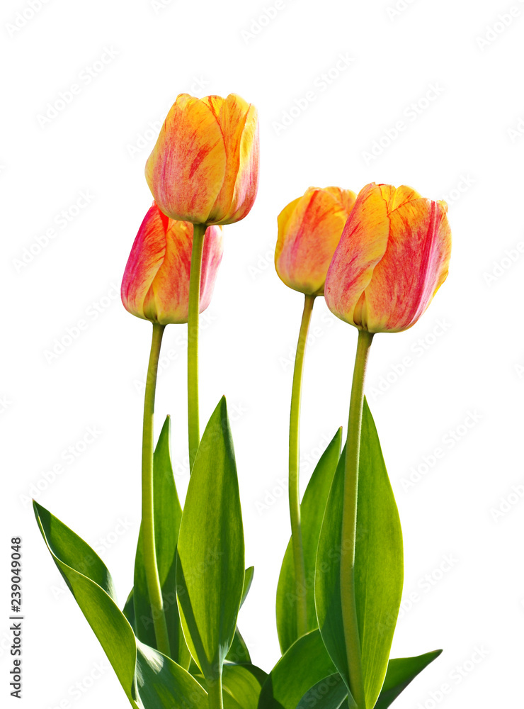 Red-yellow tulips bloom in a flowerbed isolated on white background. Spring flowers. Red-yellow tulips bloom in a flowerbed isolated on white background. Spring flowers.