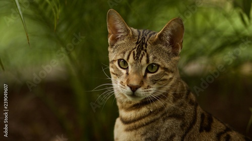Close up Portrait of Savannah Cat, a Mixed Breed of Serval and Domestic House Cat