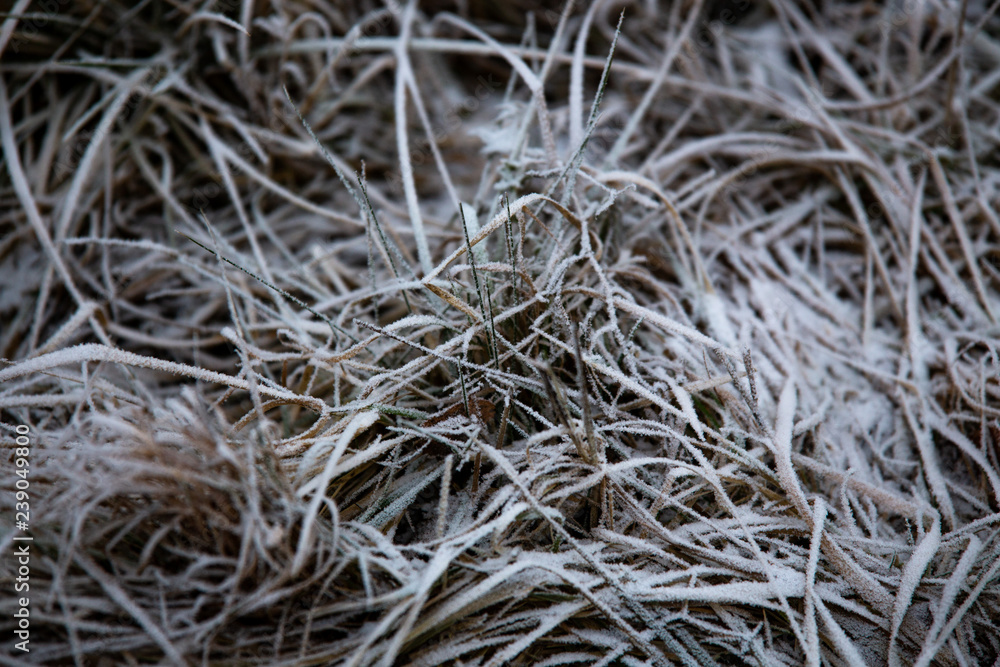 frozen background. Abstract frost grass frozen background. Abstract frost grass