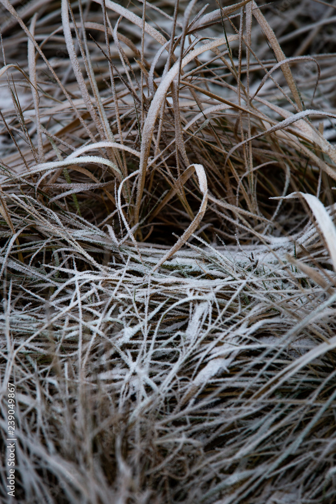 frozen background. Abstract frost grass frozen background. Abstract frost grass