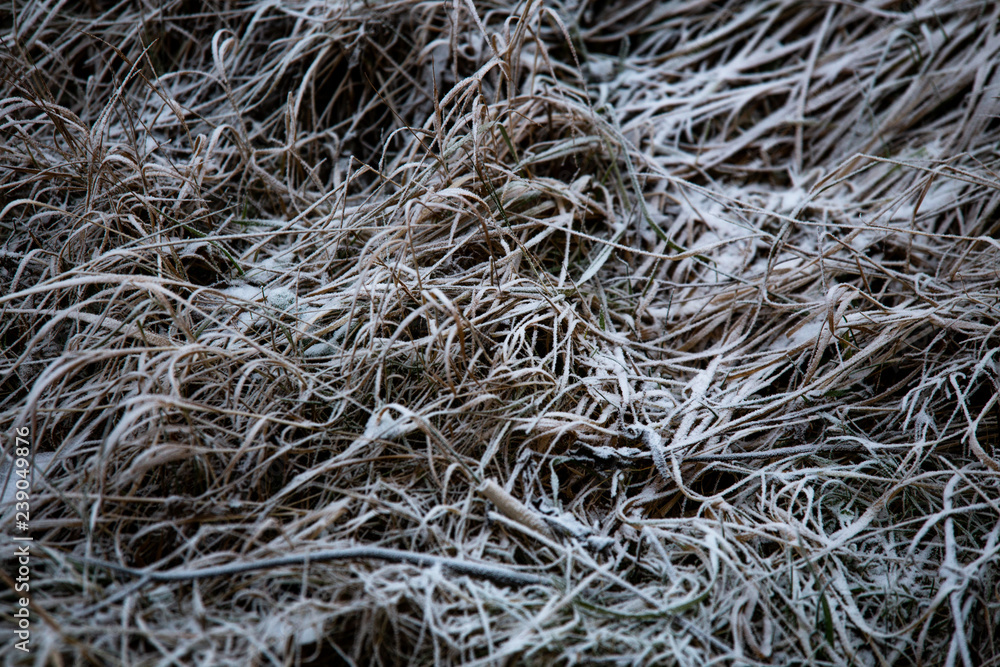 frozen background.  Abstract frost grass