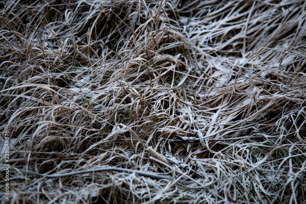 frozen background. Abstract frost grass frozen background. Abstract frost grass