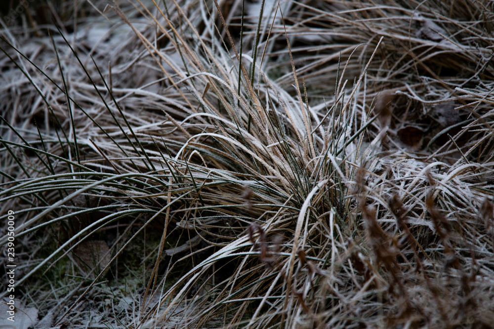 frozen background. Abstract frost grass frozen background. Abstract frost grass