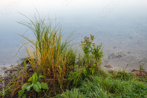 Grasses and herbs on the waterfront