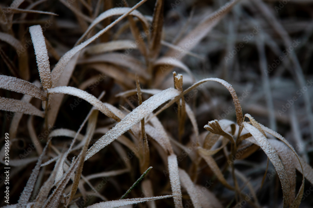frozen background. Abstract frost grass frozen background. Abstract frost grass